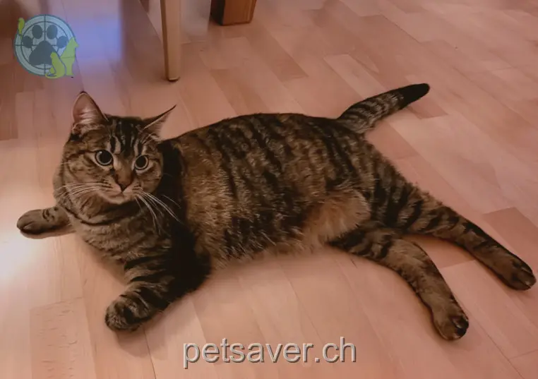 chatte lost     Lilou