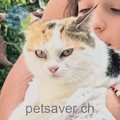 chatte lost 12 Chemin des Tailles 2016 Cortaillod Câline