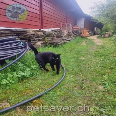 chatte lost  Les Murailles 2037 Rochefort Ebène