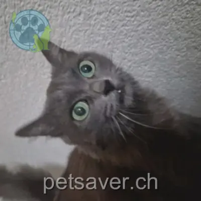 chatte lost  Chemin des Clées 2017 Boudry Mia