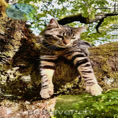 chatte lost  Chemin des Rochettes 2012 Milvignes Nusa