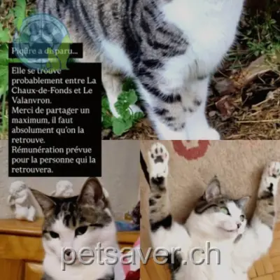 chatte lost  Les Bulles 6421 La Chaux-de-Fonds Piqûre