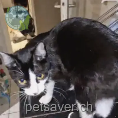 chatte lost 37 Route de la Gare 2017 Boudry Pépette