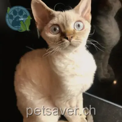 chatte lost 1 Route de la Goutte-d'Or 2016 Cortaillod Stan