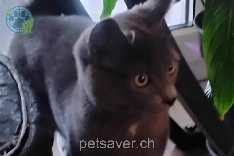 chatte lost  Route d'Engollon 2046 Val-de-Ruz Apa