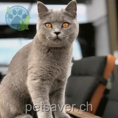 chatte lost 2 Rue Jean-Labran 2054 Chézard-Saint-Martin Bulle