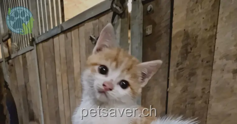 chatte lost 4 Impasse du Murgier 2037 Montmollin Canelle