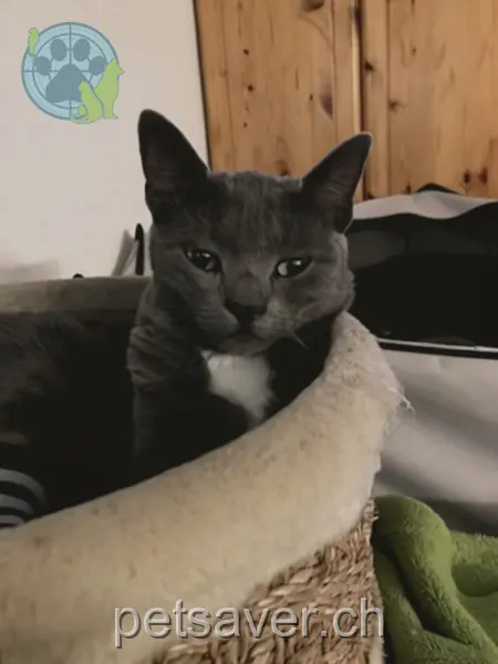 chatte lost 2 Chemin de la Marnière 2054 Chézard-Saint-Martin Dudley