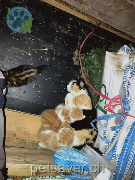 chatte lost 4  2058 Le Pâquier (NE) Minette