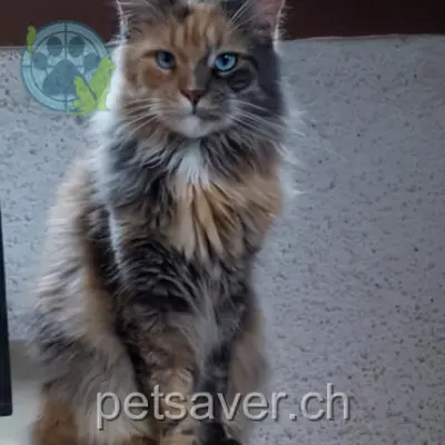 chatte lost 222  2108 Couvet Skagit saga légende des alpes