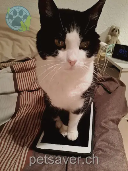 chatte lost 1 Ober Liechtershalten 6382 Oberdorf (NW) Nari