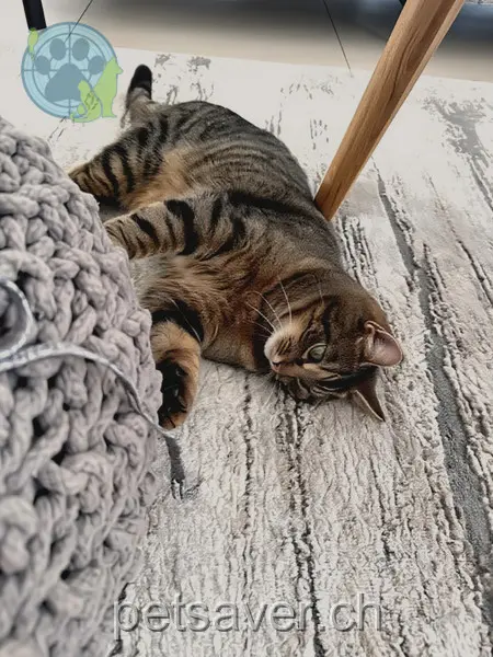 chatte lost 49 Sankt Wolfgangstrasse 9495 Triesen Minou