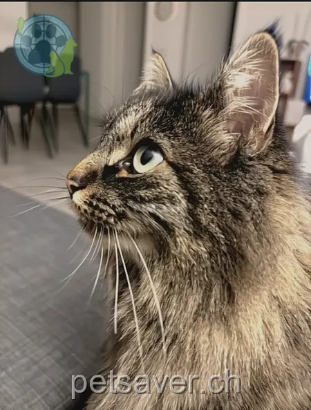 chatte lost     Piuma