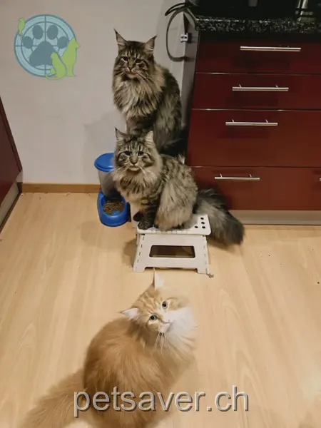 chatte lost     Rosi