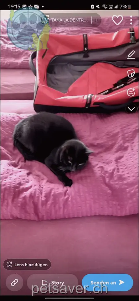 chatte lost 57 Birkenstrasse 9443 Widnau Hera