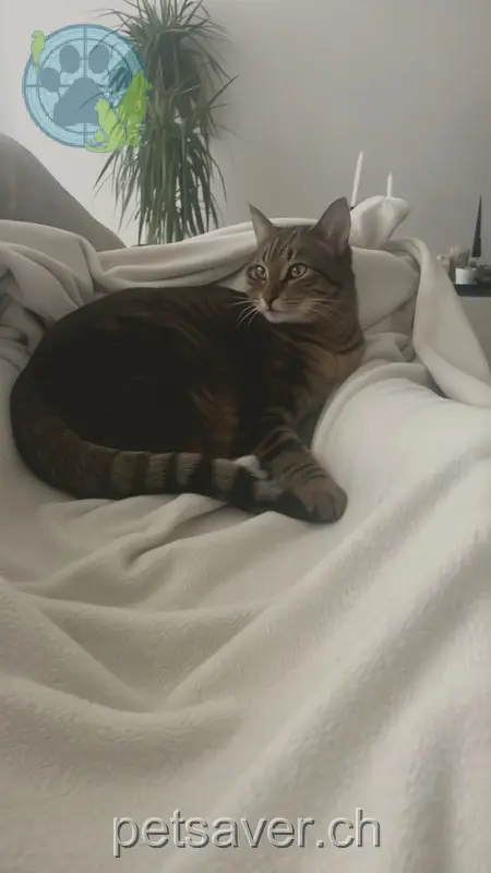 chatte lost  Steinlibachstrasse 9424 Rheineck Mayla