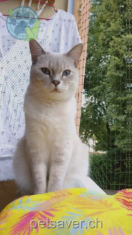 chatte lost 1 Blattackerstrasse 9435 Heerbrugg Ovca