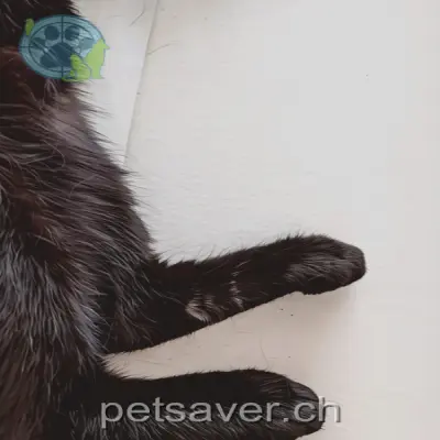 chatte lost 25 Rheinstrasse 7320 Sargans Elena