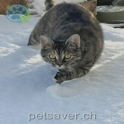 chatte lost 46 Weiligstrasse 7310 Bad Ragaz Indira