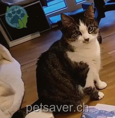 chatte lost 20 Fabrikstrasse 8887 Mels Lumi