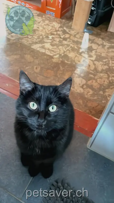 chatte lost 12 Klosgasse 8880 Tscherlach Ronja