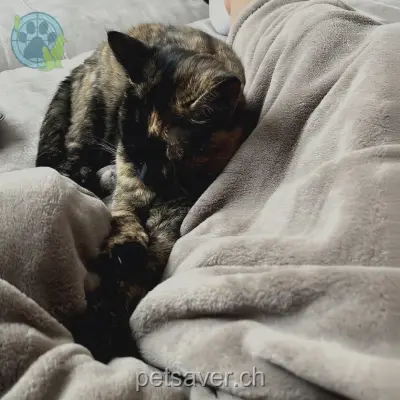 chatte lost 7 Mühlegraben 8716 Schmerikon Nora