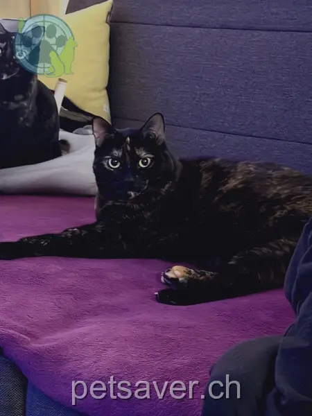 chatte lost 11 Dufourpark 9030 Abtwil SG Cindy