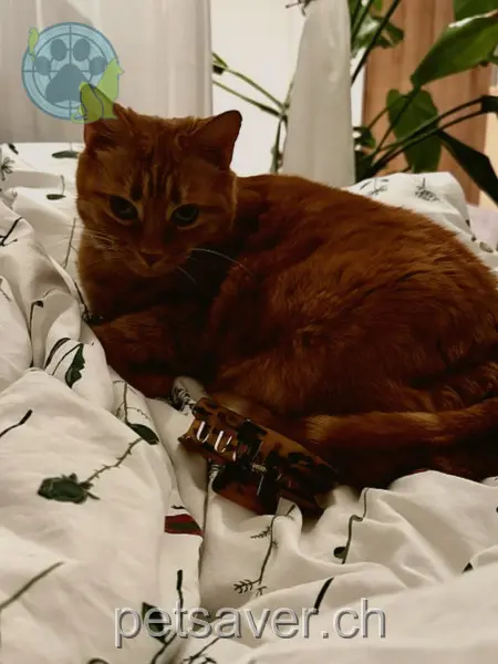 chatte lost 17 Ruppenstrasse 9212 Arnegg Mira