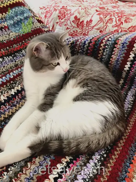 chatte lost  Grenzstrasse 9012 Saint-Gall Fey