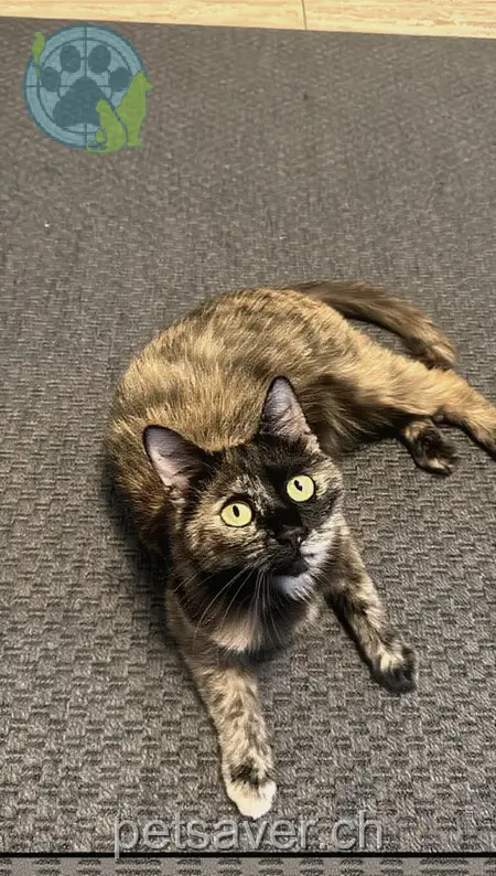 chatte lost 6,6A Ludwigstrasse 9010 Saint-Gall Mali