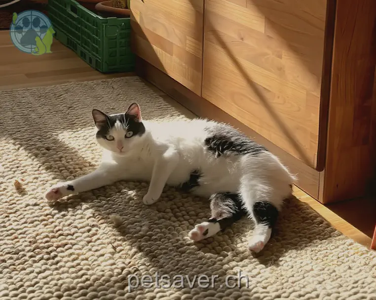 chatte lost 1 Remishuebstrasse 9016 Saint-Gall Mia