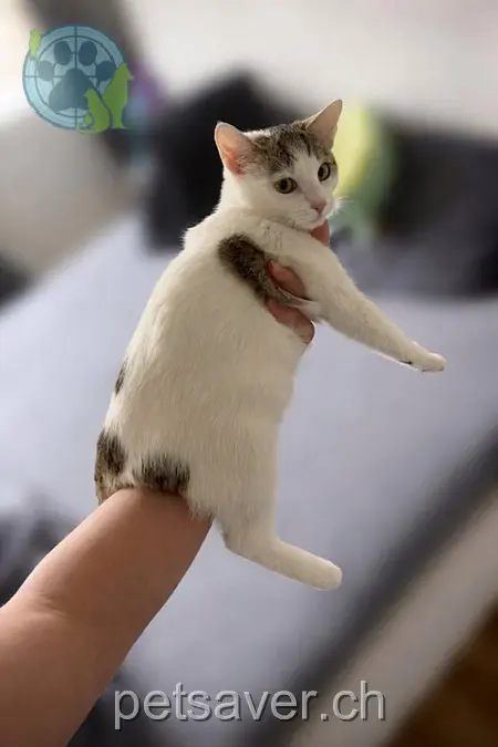 chatte lost 8 Mühlaustrasse 9602 Bazenheid Stella