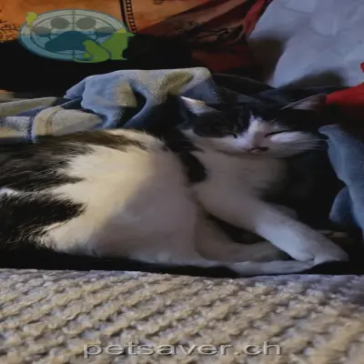 chatte lost 21 Sonneggstrasse 9642 Kappel Mia