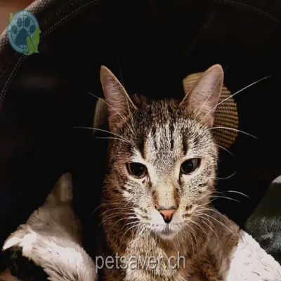 chatte lost  Bädli 9126 Mogelsberg Baghira