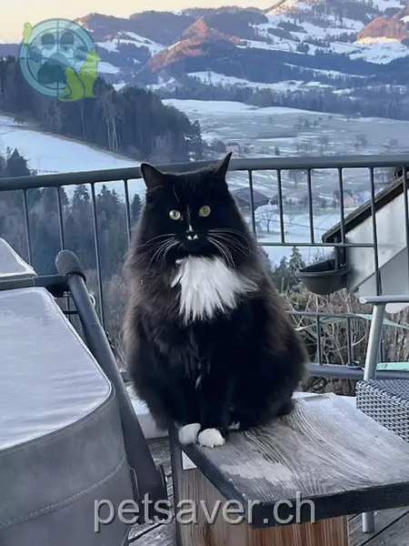 chatte lost  Schopfenstrasse 9621 Oberhelfenschwil Nera