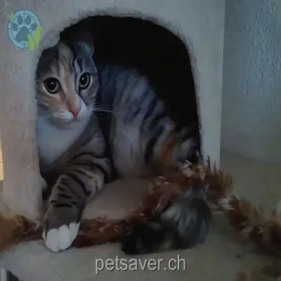 chatte lost 3 Messligfeld 9466 Sennwald Lucy