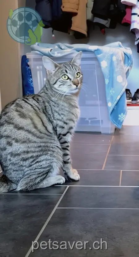 chatte lost 42 Arinstrasse 9475 Rans Luna