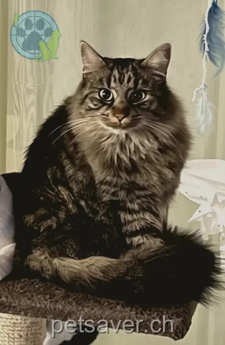 chatte lost 2078  9475 Sevelen Miro