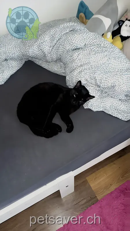 chatte lost 17 Unterdorfstrasse 9113 Degersheim Ginny