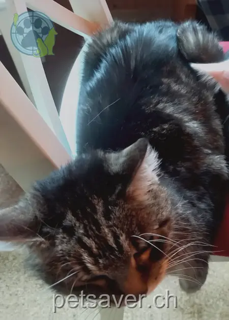 chatte lost 18 Rosenstrasse 9113 Degersheim Lucy