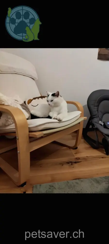 chatte lost 12 Oberdorf 9527 Zuckenriet Luna