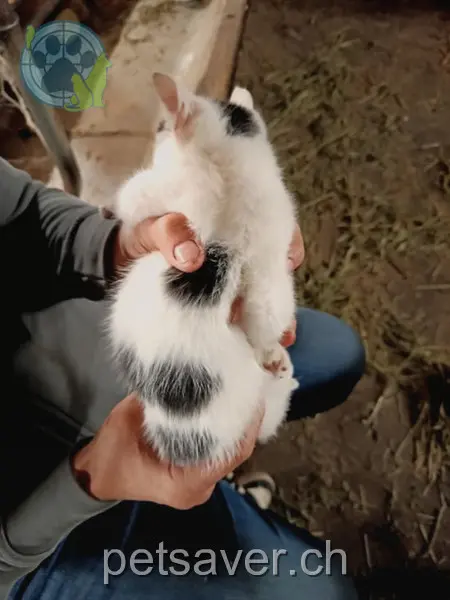 chatte lost 669 Bettenau 9243 Jonschwil Nouk