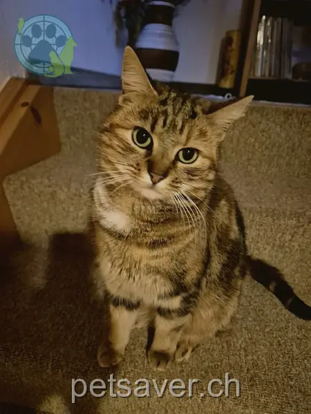 chatte lost 5 Spitzburgstrasse 9249 Oberstetten Trini