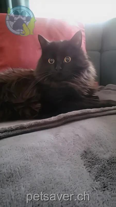 chatte lost 16 Dorfstrasse 8234 Stetten (SH) April