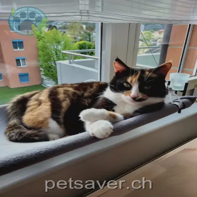 chatte lost 22 Baumschulstrasse 8200 Schaffhouse 20.12.2025