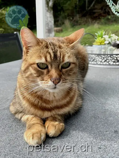 chatte lost 76 Chlaffentalstrasse 8212 Neuhausen am Rheinfall Ella