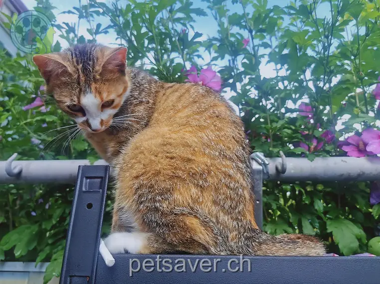 chatte lost 12 Lerchenstrasse 8212 Neuhausen am Rheinfall Lillifee