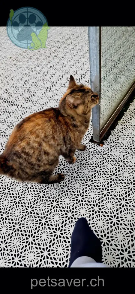 chatte lost 292 Hochstrasse 8200 Schaffhouse Pfüpfli