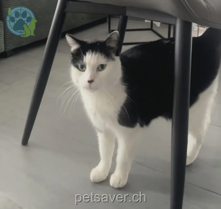 chatte lost 13 Fliederweg 4562 Biberist Fiera