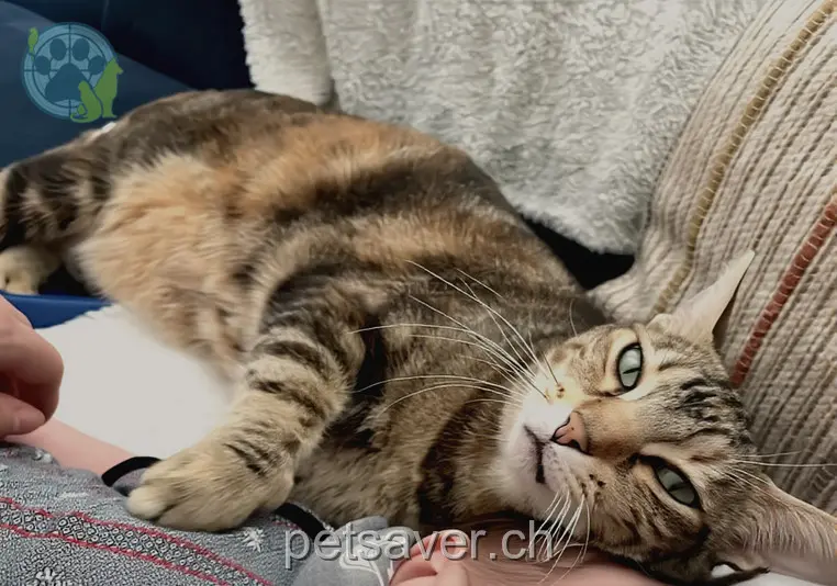 chatte lost 6 Horriwilstrasse 4553 Subingen Raya